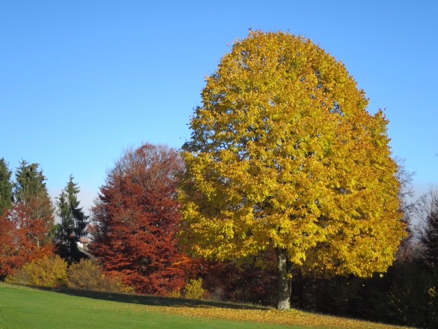 Der Golfclub Rickenbach im Südschwarzwald. (Foto: Golfclub Rickenbach)