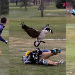 Die Gans macht Jagd auf einen Golfer, der keine Chance mehr hat, dem Angriff zu entkommen. (Foto: Twitter/@BlissAthletics)