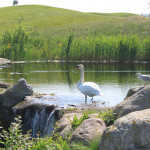 Golfplätze sind auch Lebensraum für viele Tierarten. (Foto: Ostsee Golf Resort Wittenbeck)