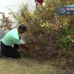 Gärtnern oder Golfen? Tiger Woods kombiniert beides zu einem genialen Schlag. (Foto: Youtube Screenshot/ PGA TOUR)