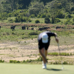 Bei der Alfred Dunhill Championship laufen kreuzen gerne Mal Elefanten den Golfplatz (Foto: Getty)