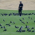 Golfer und ihre Vögel: Albatrosse und Eagle sind ihnen am liebsten, doch auch zu einem Birdie sagen sie nicht nein. (Foto: Getty)