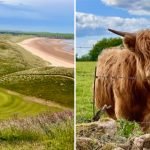 Schottland pur: Golf in seiner ursprünglichen Form und Hochland-Rinder (Foto: Jürgen Linnenbürger)