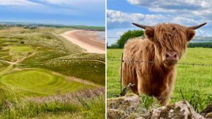 Schottland pur: Golf in seiner ursprünglichen Form und Hochland-Rinder (Foto: Jürgen Linnenbürger)