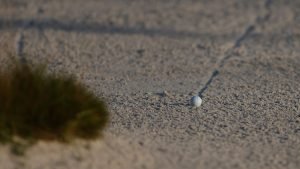 Golfregeln: Wann darf man den Sand straffrei berühren? (Foto: Getty)
