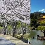 Cherry Blossom (Sakura) im Kyoto Golf Club (Foto: Kyoto Golf Club) und Goldener Pavillon in Kyoto (Fotos: Jürgen Linnenbürger)