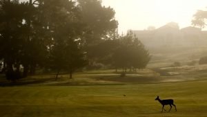 Golfplätze als Lebensraum: Nachhaltige Projekte wie "GolfBiodivers" fördern die Artenvielfalt und beweisen, dass Umweltschutz und Sport harmonieren können. (Foto: Getty)