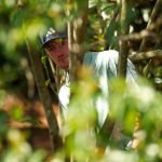 Nick Dunlap spielt eine 90 beim US Masters 2025. (Foto: Getty)